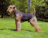 AKC, CKC, UKC champion Droffats Over the Mountain to Eaglebluff