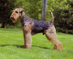 AKC, CKC, UKC champion Droffats Over the Mountain to Eaglebluff