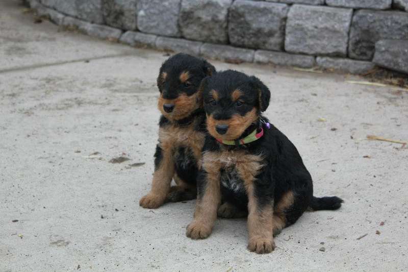 Puppy photos