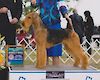 CKC, AKC Champion Victorianne Magneto