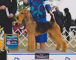 CKC, AKC Champion Victorianne Magneto