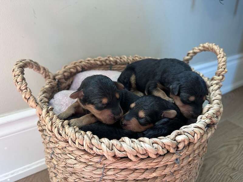 Fall 2026 puppies